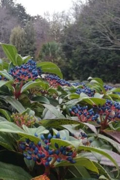 David Viburnum - 3 Gallon Pot -Garden Plant Store viburnum davidii 6