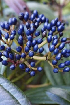 David Viburnum - 3 Gallon Pot -Garden Plant Store viburnum davidii 7