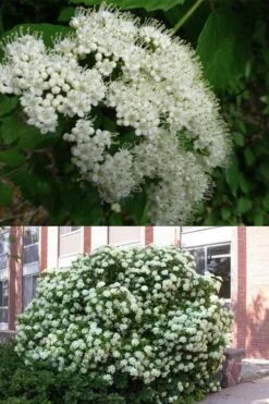 Arrowwood Viburnum - 3 Gallon Pot -Garden Plant Store viburnum dentatum arrowwood 3