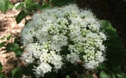 Arrowwood Viburnum - 3 Gallon Pot -Garden Plant Store viburnum dentatum arrowwood 5