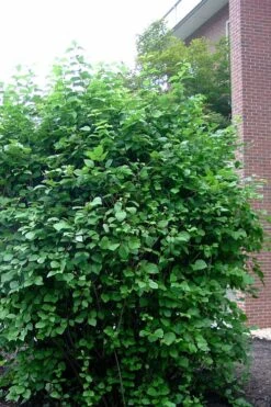 Arrowwood Viburnum - 3 Gallon Pot -Garden Plant Store viburnum dentatum arrowwood 7