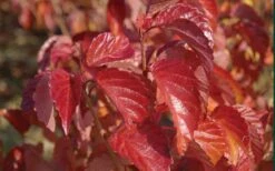 Arrowwood Viburnum - 3 Gallon Pot -Garden Plant Store viburnum dentatum arrowwood 9