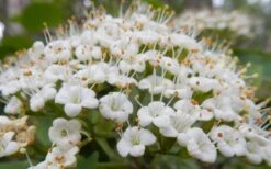 Mohican Arrowwood Viburnum - 6 Gallon Pot (4-5') -Garden Plant Store viburnum lantana mohican 1