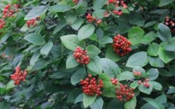 Mohican Arrowwood Viburnum - 6 Gallon Pot (4-5') -Garden Plant Store viburnum lantana mohican 3