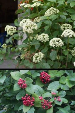Mohican Arrowwood Viburnum - 6 Gallon Pot (4-5') -Garden Plant Store viburnum lantana mohican 4