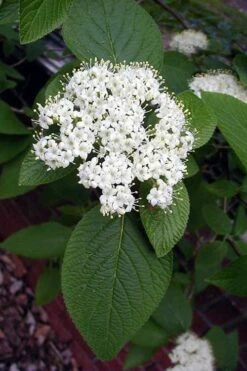 Mohican Arrowwood Viburnum - 6 Gallon Pot (4-5') -Garden Plant Store viburnum lantana mohican 5