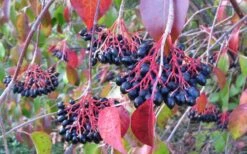 Nannyberry Viburnum - 3 Gallon Pot -Garden Plant Store viburnum lentago nannyberry 2