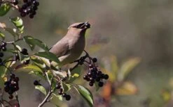 Nannyberry Viburnum - 3 Gallon Pot -Garden Plant Store viburnum lentago nannyberry 5