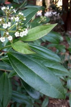 Moonlit Lace Viburnum - 6 Pack Of 1 Gallon Pots -Garden Plant Store viburnum moonlit lace 5