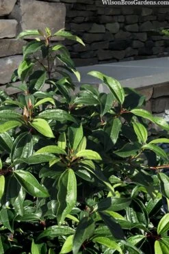 Moonlit Lace Viburnum - 1 Gallon Pot -Garden Plant Store viburnum moonlit lace 8 3