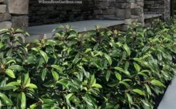 Moonlit Lace Viburnum - 6 Pack Of 1 Gallon Pots -Garden Plant Store viburnum moonlit lace 9