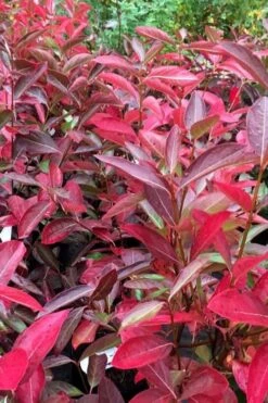 Winterthur Viburnum - 3 Gallon Pot -Garden Plant Store viburnum nudum winterthur 100 1