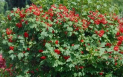 Dwarf European Cranberry Bush - 1 Gallon Pot 14 Dwarf European Cranberry Bush - 1 Gallon Pot -Garden Plant Store viburnum opulus compactum dwarf european cranberry bush 2