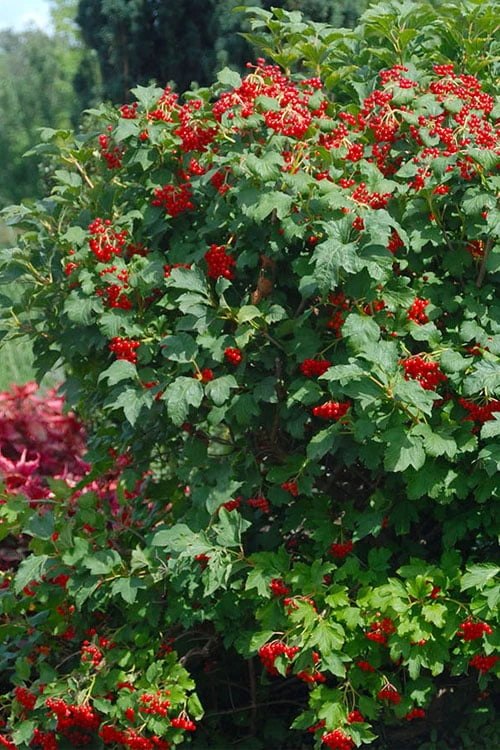 Dwarf European Cranberry Bush - 5 Gallon Pot 4 Dwarf European Cranberry Bush - 5 Gallon Pot - Image 4