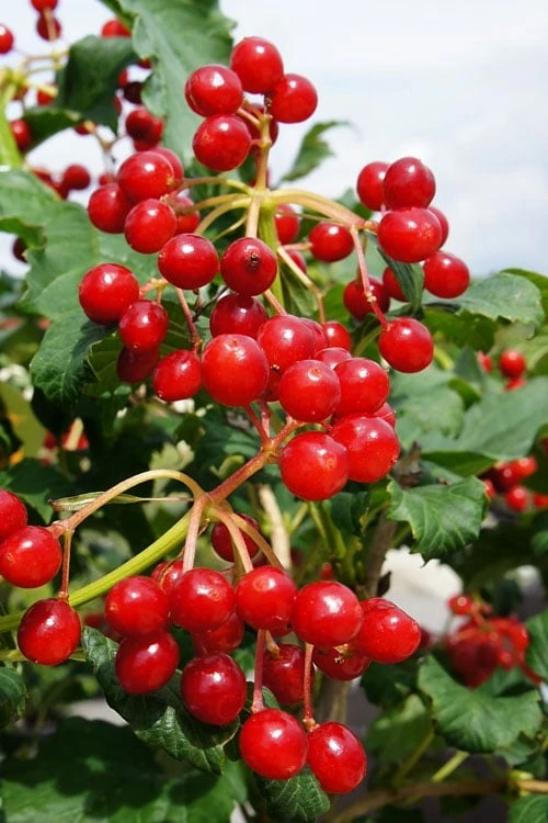 Dwarf European Cranberry Bush - 1 Gallon Pot 1 Dwarf European Cranberry Bush - 1 Gallon Pot