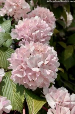 Kern's Pink Snowball Viburnum Bush - 2 Gallon Pot -Garden Plant Store viburnum plicatum kerns pink snowball 3