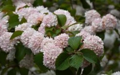Kern's Pink Snowball Viburnum Bush - 2 Gallon Pot -Garden Plant Store viburnum plicatum kerns pink snowball 7