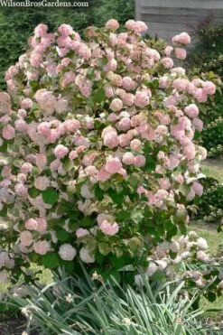 Kern's Pink Snowball Viburnum Bush - 2 Gallon Pot -Garden Plant Store viburnum plicatum kerns pink snowball 9