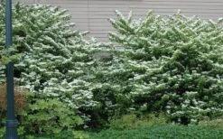 Japanese Doublefile Viburnum - 2 Gallon Pot -Garden Plant Store viburnum plicatum tomentosum japanese doublefile 1