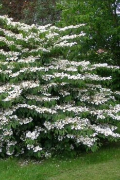 Japanese Doublefile Viburnum - 2 Gallon Pot -Garden Plant Store viburnum plicatum tomentosum japanese doublefile 5