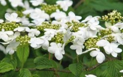 Japanese Doublefile Viburnum - 2 Gallon Pot -Garden Plant Store viburnum plicatum tomentosum japanese doublefile 6