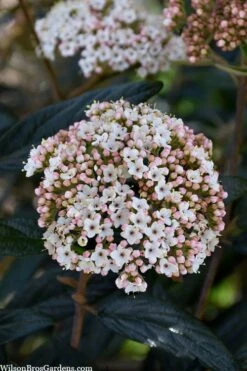 Prague Viburnum - 3 Gallon Pot -Garden Plant Store viburnum pragense prague 2