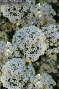 Prague Viburnum - 1 Gallon Pot -Garden Plant Store viburnum pragense prague 5 2