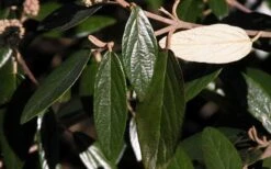 Prague Viburnum - 2.5 Quart Pot -Garden Plant Store viburnum pragense prague 7 1