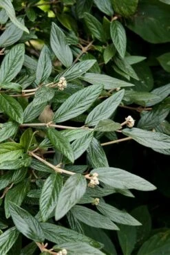 Prague Viburnum - 2.5 Quart Pot -Garden Plant Store viburnum pragense prague 9 1