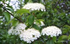 Blackhaw Viburnum - 3 Gallon Pot -Garden Plant Store viburnum prunifolium black haw 4