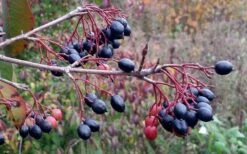 Blackhaw Viburnum - 3 Gallon Pot -Garden Plant Store viburnum prunifolium black haw 5