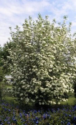 Blackhaw Viburnum - 2 Gallon Pot -Garden Plant Store viburnum prunifolium black haw 7 1