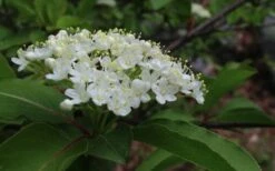 Blackhaw Viburnum - 2 Gallon Pot -Garden Plant Store viburnum prunifolium black haw 9 1