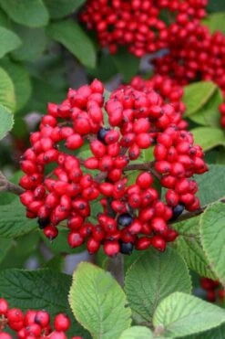 Alleghany Viburnum - 1 Gallon Pot 9 Alleghany Viburnum - 1 Gallon Pot -Garden Plant Store viburnum rhytidophylloides alleghany 4