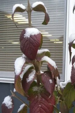 Red Balloon Viburnum - 3 Gallon Pot -Garden Plant Store viburnum rhytidophylloides red balloon 4