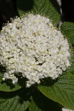 Red Balloon Viburnum - 3 Gallon Pot -Garden Plant Store viburnum rhytidophylloides red balloon 5