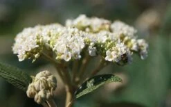 Willowwood Viburnum - 3 Gallon Pot -Garden Plant Store viburnum rhytidophylloides willowwood 2