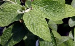 Willowwood Viburnum - 3 Gallon Pot -Garden Plant Store viburnum rhytidophylloides willowwood 3