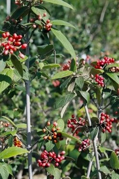 Willowwood Viburnum - 3 Gallon Pot -Garden Plant Store viburnum rhytidophylloides willowwood 5