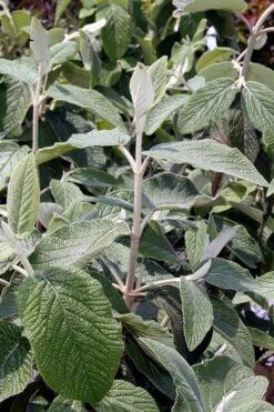 Willowwood Viburnum - 3 Gallon Pot -Garden Plant Store viburnum rhytidophylloides willowwood 6