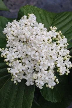 Shiny Dancer Viburnum - 2 Gallon Pot -Garden Plant Store viburnum shiny dancer 4 500x750 1