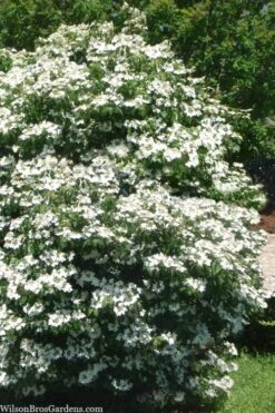 Summer Snowflake Viburnum - 1 Gallon Pot -Garden Plant Store viburnum summer snowflake 102