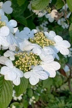Summer Snowflake Viburnum - 1 Gallon Pot -Garden Plant Store viburnum summer snowflake 103