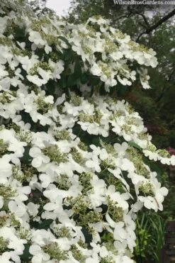 Summer Snowflake Viburnum - 1 Gallon Pot -Garden Plant Store viburnum summer snowflake 105