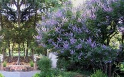 Shoal Creek Chaste Tree (Vitex) - 5 Gallon Pot -Garden Plant Store vitex agnus castus shoal creek chaste tree 53