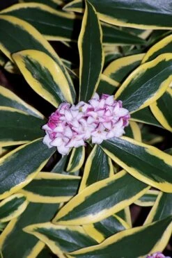 Marianni Variegated Pink Winter Daphne - 1 Gallon Pot -Garden Plant Store winter daphne marianni 3