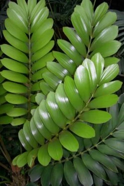 Coontie Palm (Zamia Pumila) - 7 Gallon Pot -Garden Plant Store zamia pumila florida coontie 3