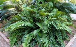 Coontie Palm (Zamia Pumila) - 7 Gallon Pot -Garden Plant Store zamia pumila florida coontie 5