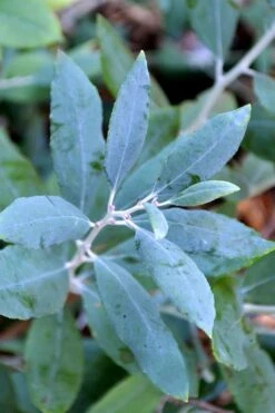 Woodlanders Blue Dusty Zenobia (Honeycup) - 3 Gallon Pot -Garden Plant Store zenobia woodlanders blue 21