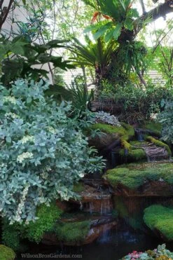 Woodlanders Blue Dusty Zenobia (Honeycup) - 3 Gallon Pot -Garden Plant Store zenobia woodlanders blue 25